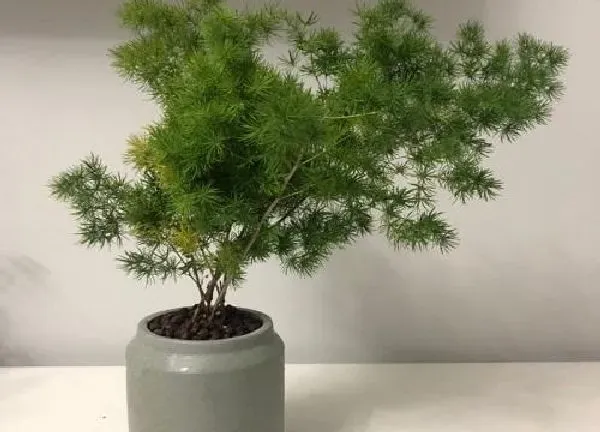 养殖方法|蓬莱松盆景的养殖方法和注意事项（怎样养蓬莱松）