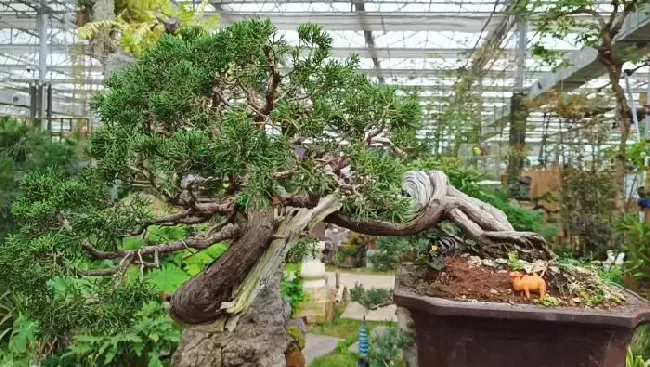 盆景|为什么原生的比嫁接的盆景贵（盆栽原生和嫁接的区别 ）