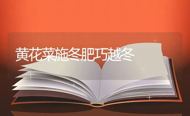 黄花菜施冬肥巧越冬 | 蔬菜种植