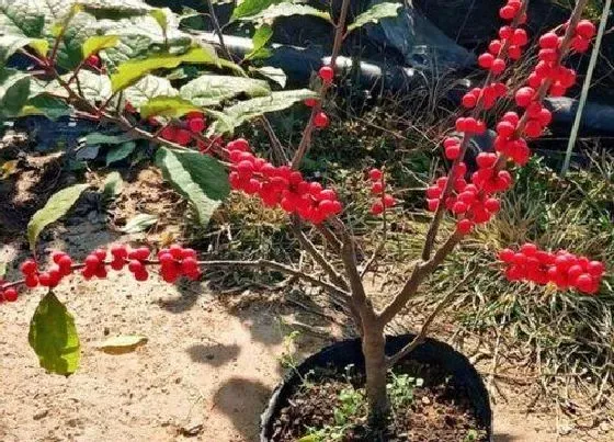 植物百科|北美冬青雌雄能种一个盆里吗（要养雌雄两棵才能结果吗）