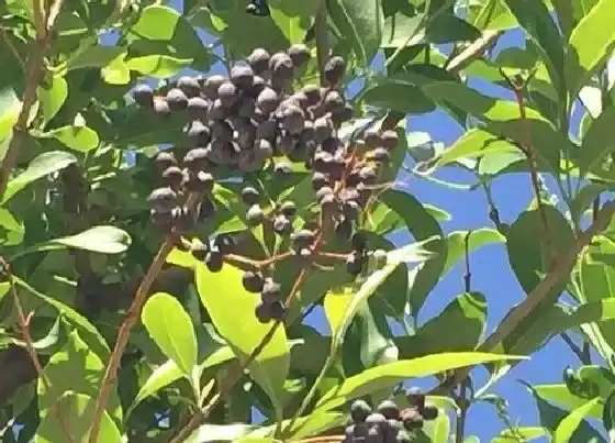 植物种类|女贞树是什么树 又叫什么树