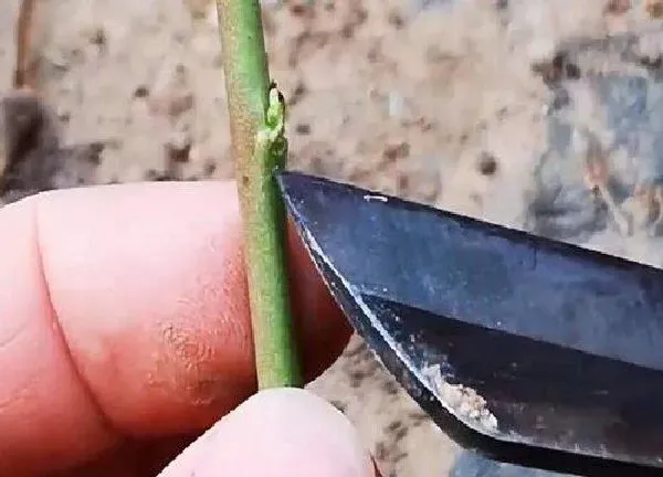 植物发芽|桃树芽接最佳时间和技术方法