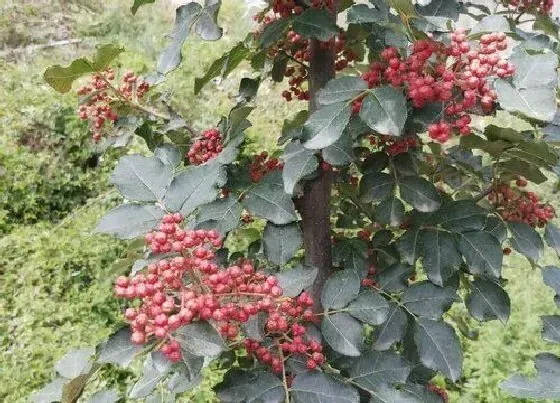 种植管理|红袍花椒几年结果实