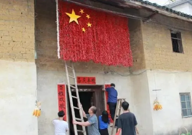 习性特点|村民用7.2万个辣椒拼五星红旗 表白伟大的祖国