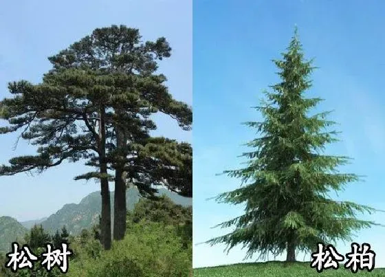 植物种类|松树和松柏是一种树吗