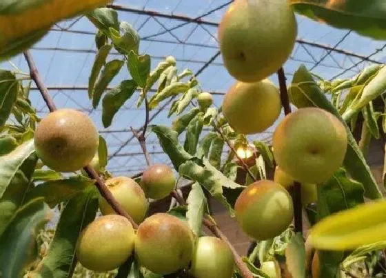 种植管理|冬枣树几年结果实