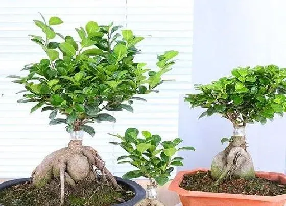 掉叶子|榕树盆景掉叶子怎么办