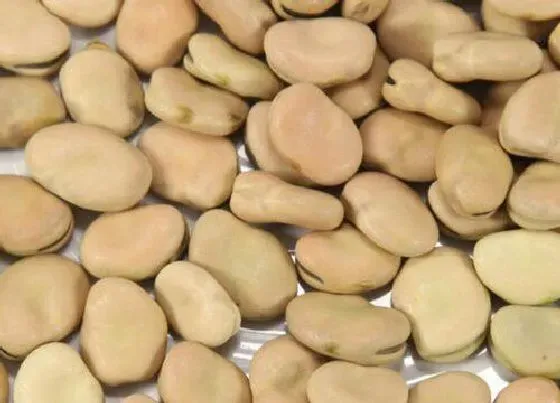 植物播种|河南蚕豆什么时候播种合适