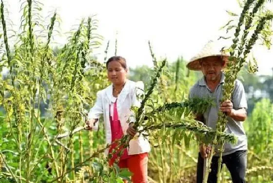 种植管理|芝麻种植技术与管理方法