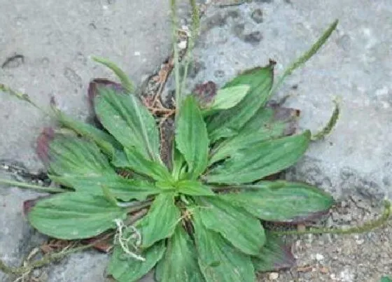 植物种类|蟾蜍草和蛤蟆衣是一种植物吗