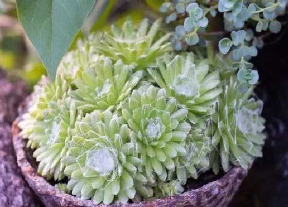 植物种类|多肉是种子植物吗