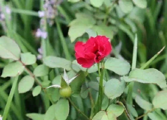 花语|红色月季花代表什么意思