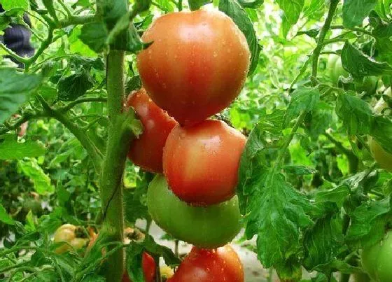 植物播种|番茄什么时候播种合适
