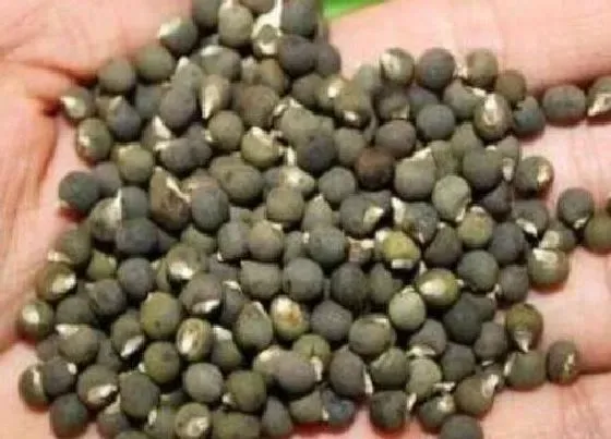 植物播种|秋葵种子怎么种植方法