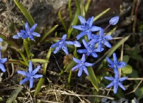 花期|蓝星花花期是什么时候