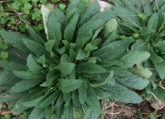 植物种类|蟾蜍草和蛤蟆衣是一种植物吗