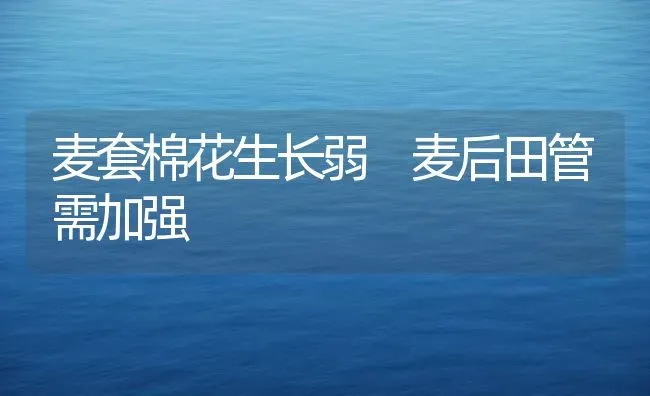 麦套棉花生长弱 麦后田管需加强 | 粮油作物种植