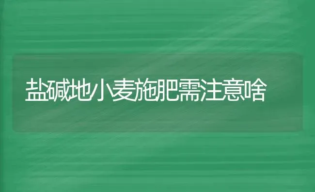 盐碱地小麦施肥需注意啥 | 粮油作物种植