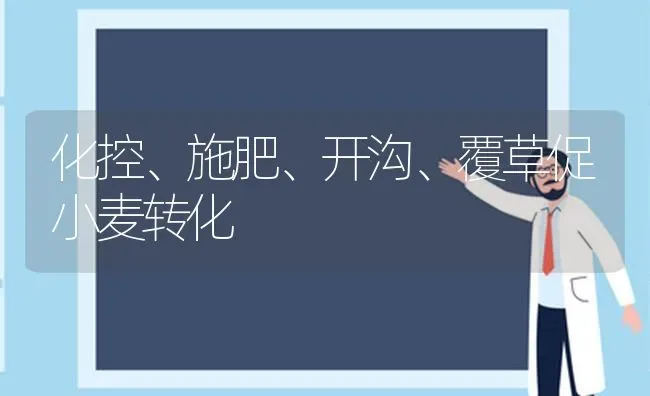 化控、施肥、开沟、覆草促小麦转化 | 粮油作物种植