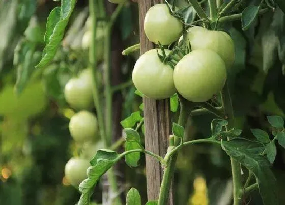 植物虫害|西红柿长虫子怎么办