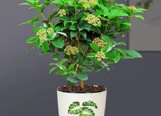 摆放常识|室内养什么花最好旺财又好养 家里种花风水好招财进宝