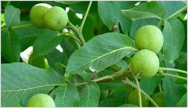 核桃果发黑怎样防治 | 自然知识