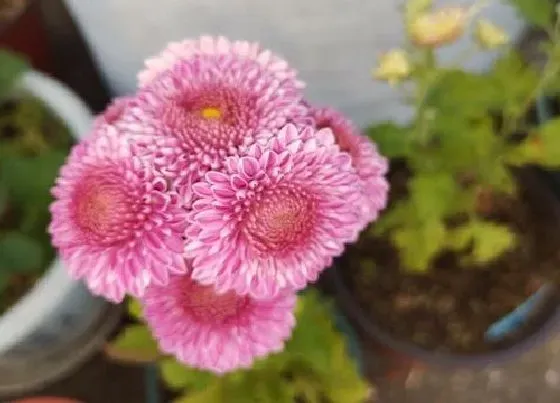 植物繁殖|非洲菊怎么繁殖方法和注意事项