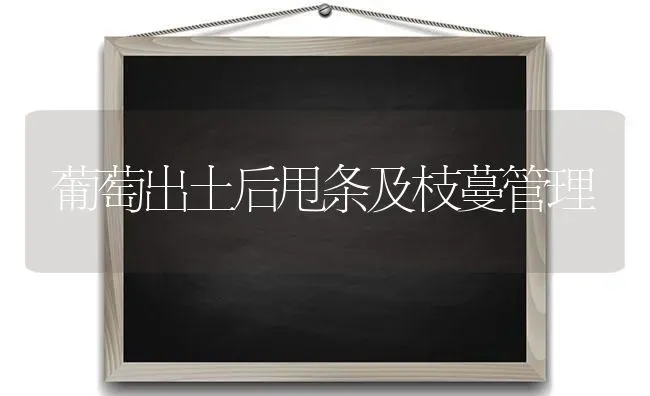 葡萄出土后甩条及枝蔓管理 | 瓜果种植