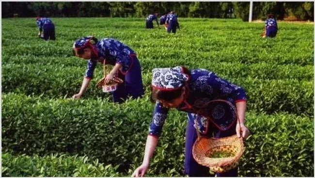 茶树采摘后怎么管理 | 种植技术