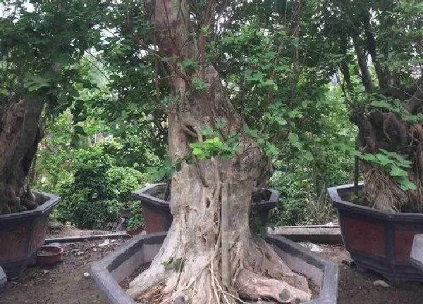 盆景|紫薇老桩养殖方法和养护事项