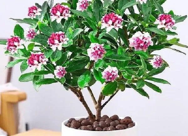 植物移栽|瑞香什么时候换盆好