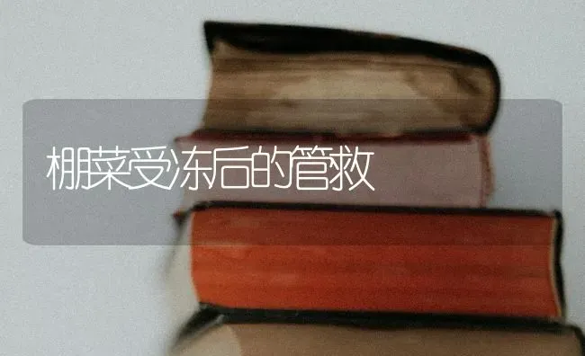 棚菜受冻后的管救 | 蔬菜种植