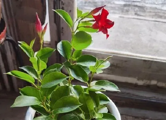花朵诊疗|飘香藤促花方法与人工催花技巧