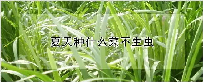 夏天种什么菜不生虫 | 种植资料