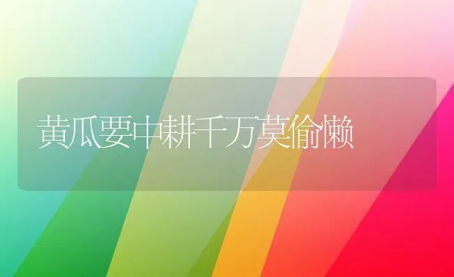 黄瓜要中耕千万莫偷懒 | 蔬菜种植