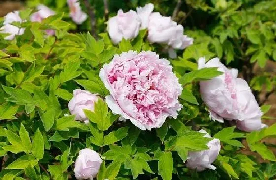 植物嫁接|牡丹花什么时候嫁接成活率高