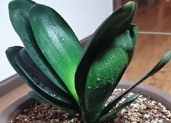 植物浇水|君子兰多久浇一次水 浇水时间与频率