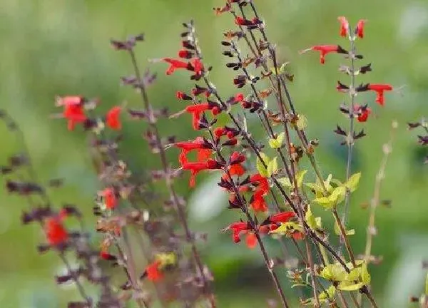 养殖科普|鼠尾草喜阴还是喜阳