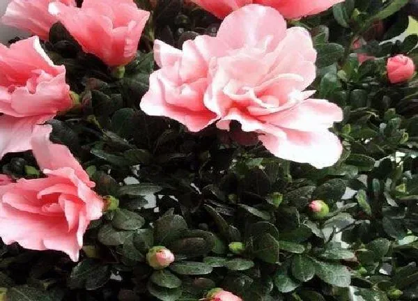 养殖科普|杜鹃花喜水吗