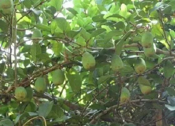 植物百科|薛荔果又叫什么名称