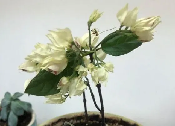 植物修剪|龙吐珠什么时候剪枝合适