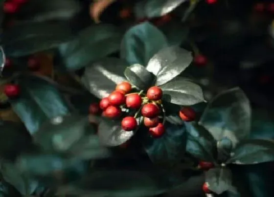 种植管理|枸骨几年结果实