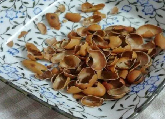 植物施肥|蚕豆皮可以做肥料吗