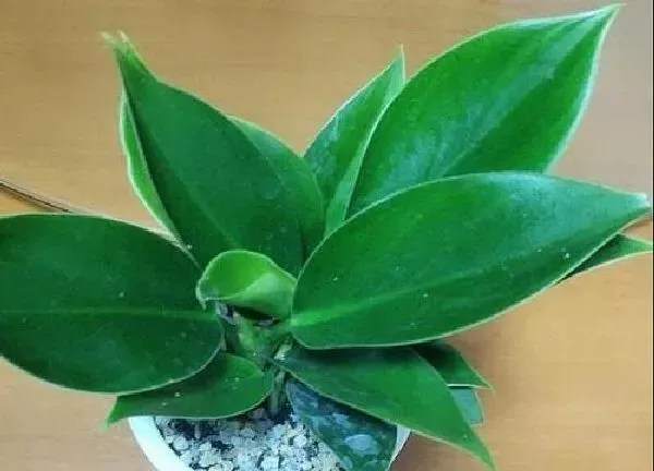 植物浇水|发财树刚刚种要浇水吗