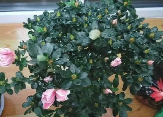 开花时间|杜鹃什么时候开花 开多长时间