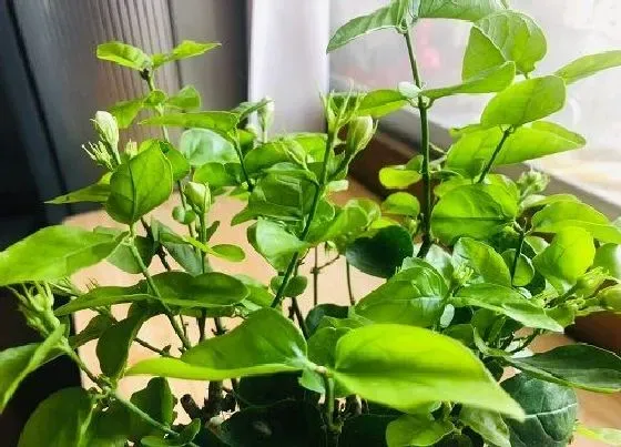 植物修剪|茉莉花需要剪枝吗 冬天什么时候修剪枝叶