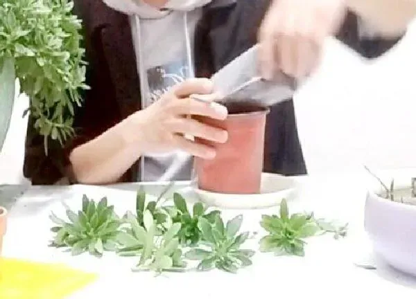 植物扦插|田七几月份扦插最好