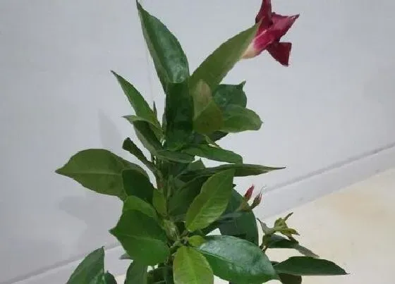 花朵诊疗|飘香藤促花方法与人工催花技巧