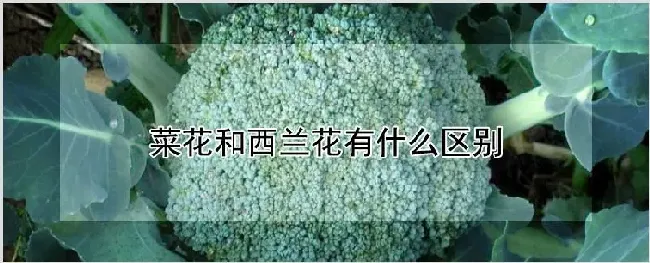 菜花和西兰花有什么区别 | 农业科普