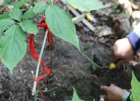 植物百科|人参会跑是真的吗（揭开野生人参绑红绳会跑的秘密）